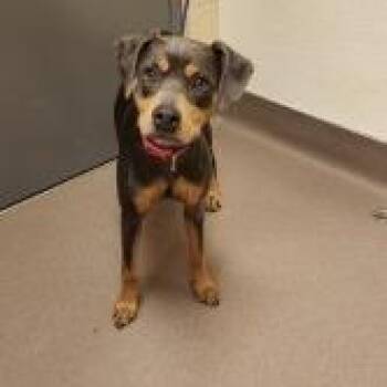 Dolly Pawrton -  Doberman Pinscher and Mixed Breed Dog for Adoption in Norman, Oklahoma - Dolly Pawrton | PetCurious