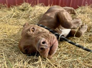 Rescue American Staffordshire Terrier Dogs for Adoption in Rye, Colorado - Silly | PetCurious