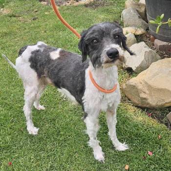 Poodle and Mixed Breed Dogs Available for Adoption in Camarillo, California - MERCURY | PetCurious