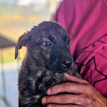 Belgian Shepherd Malinois and Pit Bull Terrier Dogs Available for Adoption in Midland, Texas - Blitz | PetCurious