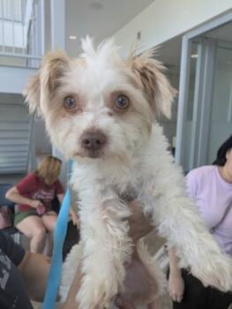 Rescue Shih Tzu and Mixed Breed Dogs for Adoption in Fort Worth, Texas - 59838747 | PetCurious