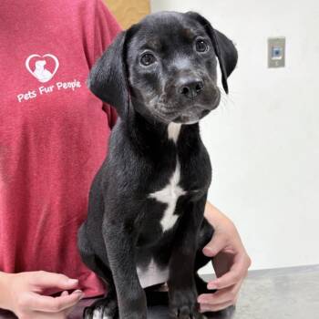Rummy-4901 -  Rottweiler and Mixed Breed Dog for Adoption in Tyler, Texas - Rummy-4901 | PetCurious
