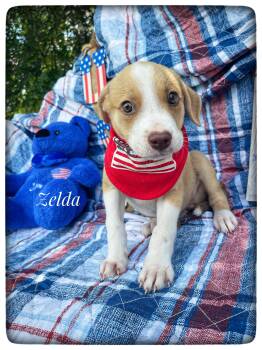 Zelda -  Hound Dog for Adoption in Sebring, Florida - Zelda | PetCurious