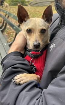 Meerkat -  Chihuahua Dog for Adoption - Meerkat | PetCurious