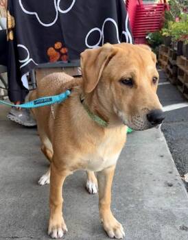 Smitty -  Shepherd and Boxer Dog for Adoption in Mocksville, North Carolina - Smitty | PetCurious