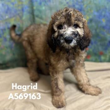 HAGRID -  Golden Retriever and Mixed Breed Dog for Adoption - HAGRID | PetCurious