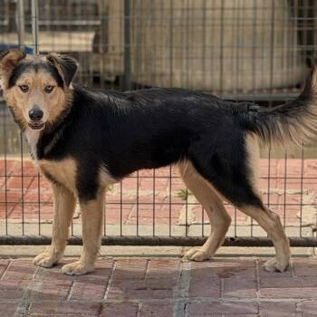 Rosanne -  Border Collie and Australian Shepherd Dog for Adoption in Locust Fork, Alabama - Rosanne | PetCurious