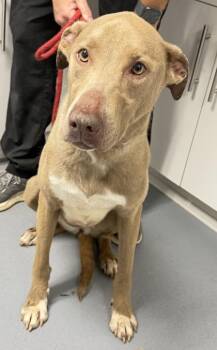 Weimaraner and Mixed Breed Dogs Available for Adoption - Luna - 1 | PetCurious