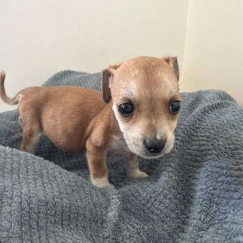Sage -  Chihuahua and Mixed Breed Dog for Adoption in Goleta, California - Sage | PetCurious