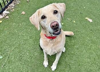LOLA -  Labrador Retriever and Mixed Breed Dog for Adoption in Brentwood, Missouri - LOLA | PetCurious