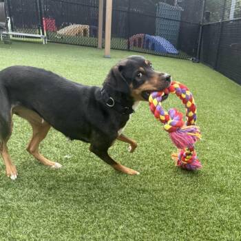 Tippi -  Mixed Breed Dog for Adoption in Pittsburgh, Pennsylvania - Tippi | PetCurious