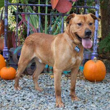 Bruce -  Labrador Retriever Dog for Adoption in Wake Forest, North Carolina - Bruce | PetCurious
