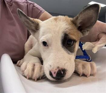 DAISIE -  Labrador Retriever and Mixed Breed Dog for Adoption in Thousand Palms, California - DAISIE | PetCurious