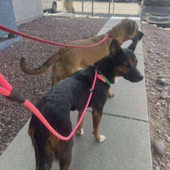 Aurora -  Akita and Mixed Breed Dog for Adoption in Glendale, Arizona - Aurora | PetCurious