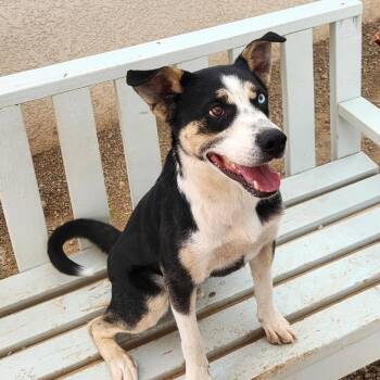 Rescue Catahoula Leopard Dog Dogs for Adoption in Parker, Arizona - Brutus | PetCurious