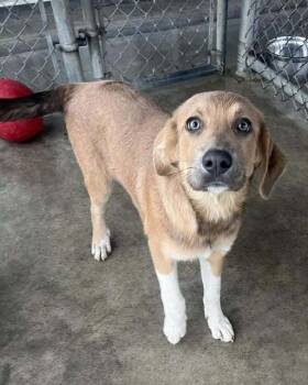 Rescue Anatolian Shepherd and German Shepherd Dog Dogs for Adoption in Pryor, Oklahoma - Gizmo | PetCurious