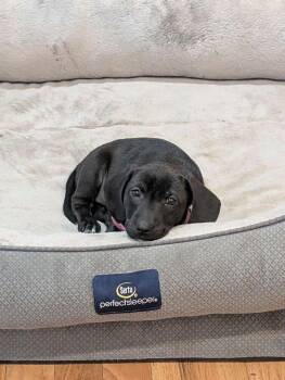 Dachshund and Retriever Dogs Available for Adoption - Dixie May | PetCurious