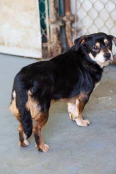 BeiLe (Leo) -  Beagle and Corgi Dog for Adoption in Ramona, California - BeiLe (Leo) | PetCurious