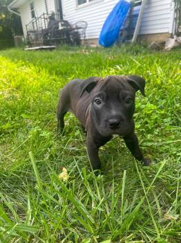Lungo -  Pit Bull Terrier Dog for Adoption in Germantown, Ohio - Lungo | PetCurious