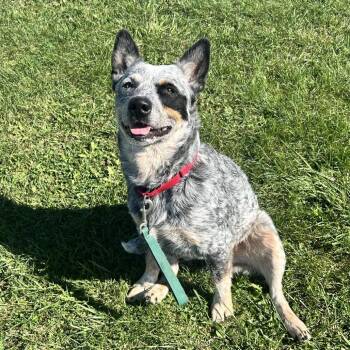 Australian Cattle Dog Blue Heeler Dogs Available for Adoption - Jake | PetCurious
