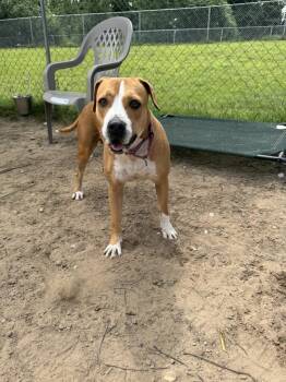 Junie -  Boxer Dog for Adoption in Kalamazoo, Michigan - Junie | PetCurious