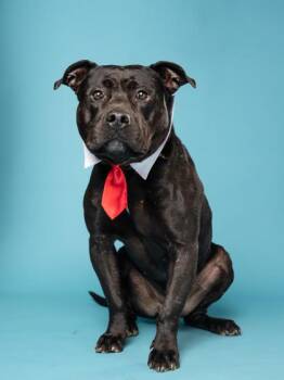 Skibbidy Bop -  Pit Bull Terrier and Mixed Breed Dog for Adoption in Atlanta, Georgia - Skibbidy Bop | PetCurious