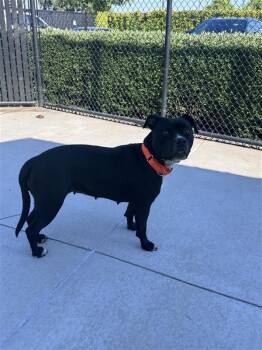 Mint Julep -  Pit Bull Terrier Dog for Adoption in Elk Grove, California - Mint Julep | PetCurious