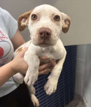 Rescue German Shorthaired Pointer and Mixed Breed Dogs for Adoption in Beatrice, Nebraska - Daisy | PetCurious