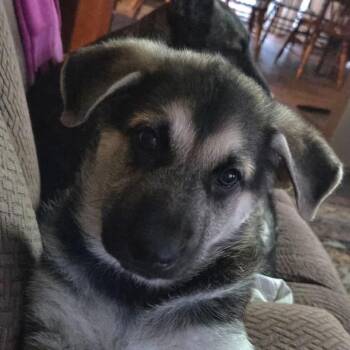German Shepherd Dog Dogs Available for Adoption - Elsa Aka Nami | PetCurious