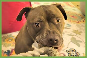 Brie -  Pit Bull Terrier Dog for Adoption in Amherst, Massachusetts - Brie | PetCurious