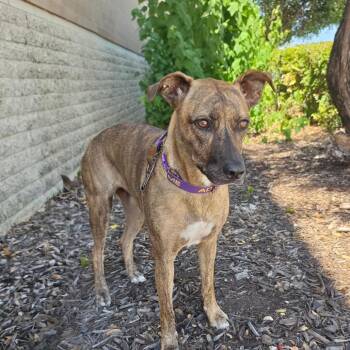 Daisy JuM -  Plott Hound Dog for Adoption in Austin, Texas - Daisy JuM | PetCurious