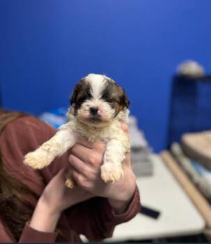 Shih Poo Dogs Available for Adoption - Baby | PetCurious