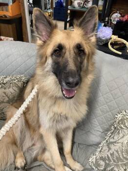 Demi -  German Shepherd Dog Dog for Adoption in Evergreen, Colorado - Demi | PetCurious