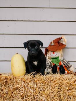 Rescue Labrador Retriever and Shepherd Dogs for Adoption in Simsbury, Connecticut - Spaghetti | PetCurious