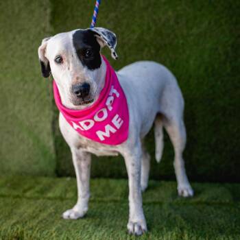 Bull Terrier and Mixed Breed Dogs Available for Adoption - Millie | PetCurious