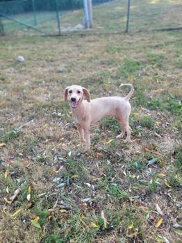 Rescue Poodle Dogs for Adoption in St. Peters, Missouri - CURLY | PetCurious