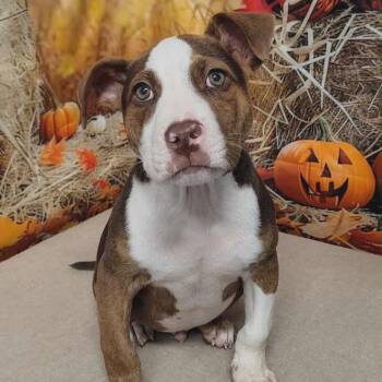 Rescue American Bulldog and Mastiff Dogs for Adoption in Griswold, Connecticut - Tank | PetCurious