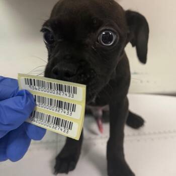 Rex -  Mixed Breed Dog for Adoption in Charleston, West Virginia - Rex | PetCurious