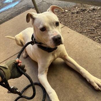 Terrier and Mixed Breed Dogs Available for Adoption in St. Louis, Missouri - Trader Joe | PetCurious
