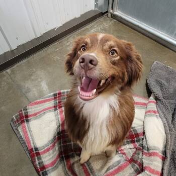 Rescue Australian Shepherd Dogs for Adoption in Ada, Minnesota - Oberon | PetCurious