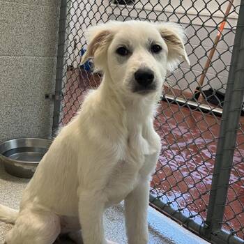 Sasha -  Great Pyrenees Dog for Adoption in Columbus, North Carolina - Sasha | PetCurious