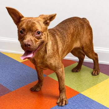 Jiffy -  Boston Terrier and Terrier Dog for Adoption in Minneapolis, Minnesota - Jiffy | PetCurious