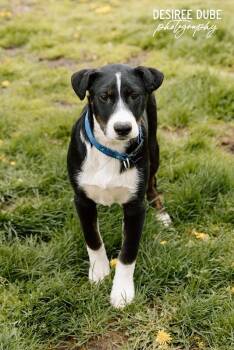 Joseph Pup -  Labrador Retriever and Australian Shepherd Dog for Adoption in Cuyahoga Falls, Ohio - Joseph Pup | PetCurious