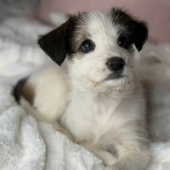 Jack Russell Terrier and Parson Russell Terrier Dogs Available for Adoption in Atlanta, Texas - Sicily | PetCurious