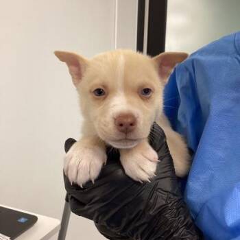 Mixed Breed Dogs Available for Adoption - Opal | PetCurious