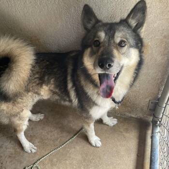 Jimmy Jams -  Keeshond and Chow Chow Dog for Adoption in Austin, Texas - Jimmy Jams | PetCurious