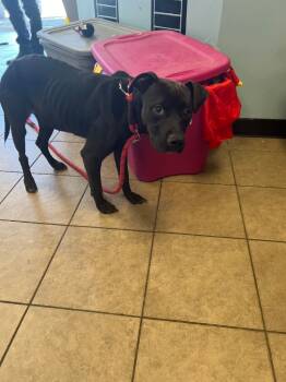 Rescue Mixed Breed Dogs for Adoption in Marion, Ohio - Puddin | PetCurious