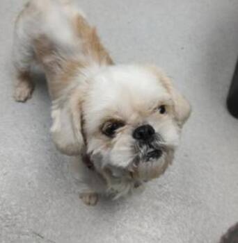 Rescue Mixed Breed Dogs for Adoption in Carrollton, Texas - Fuzzy | PetCurious