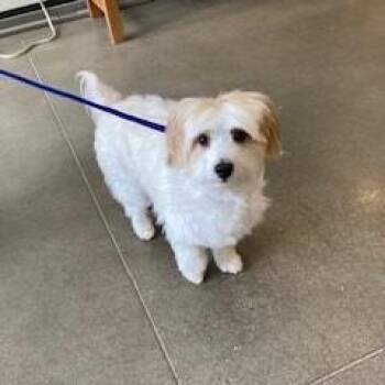 YORK-Stray-16780 -  Lhasa Apso and Mixed Breed Dog for Adoption in York, Pennsylvania - YORK-Stray-16780 | PetCurious