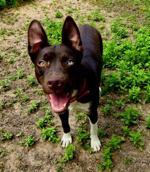 Rescue Chocolate Labrador Retriever and American Staffordshire Terrier Dogs for Adoption in Magnolia, Texas - Piper | PetCurious